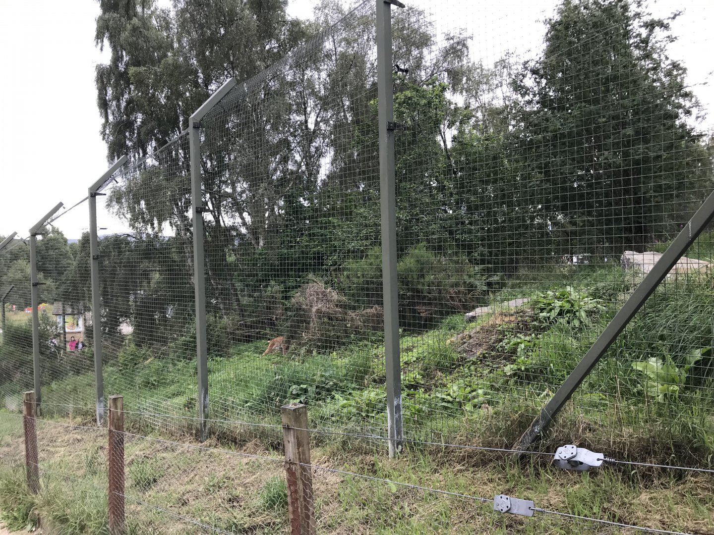 Northern lynx enclosure