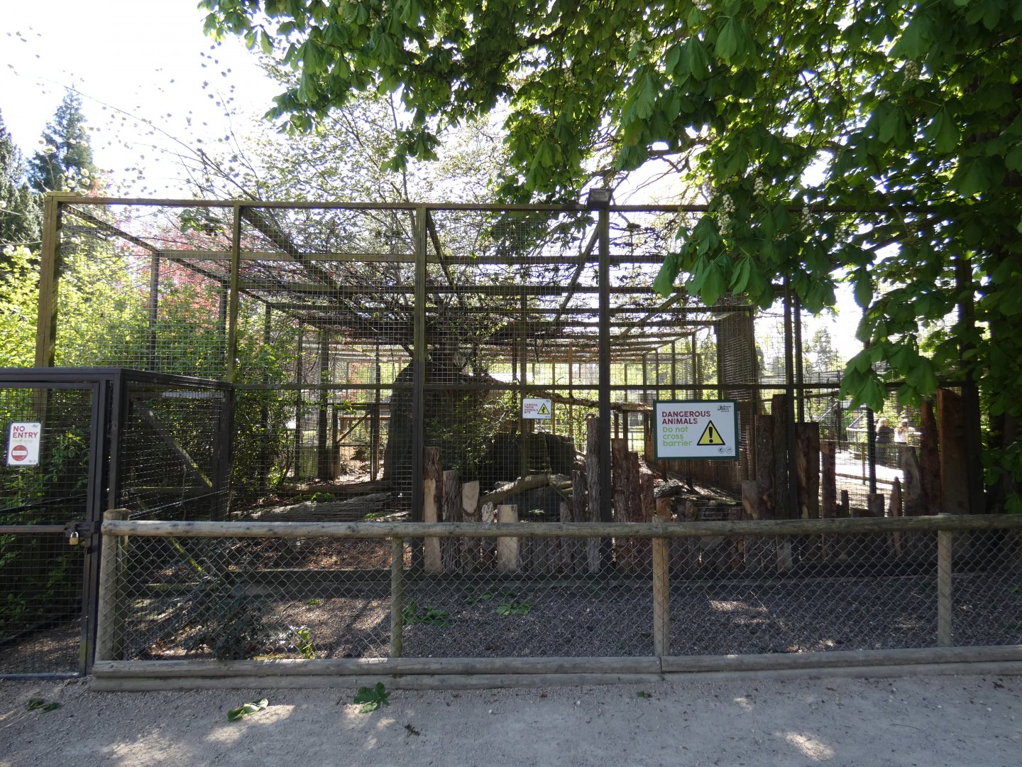 Northern lynx enclosure