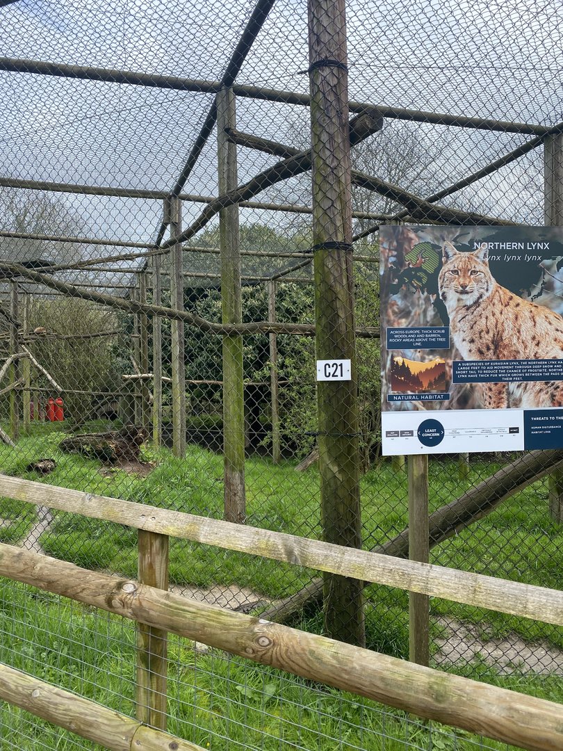 Northern Lynx Enclosure