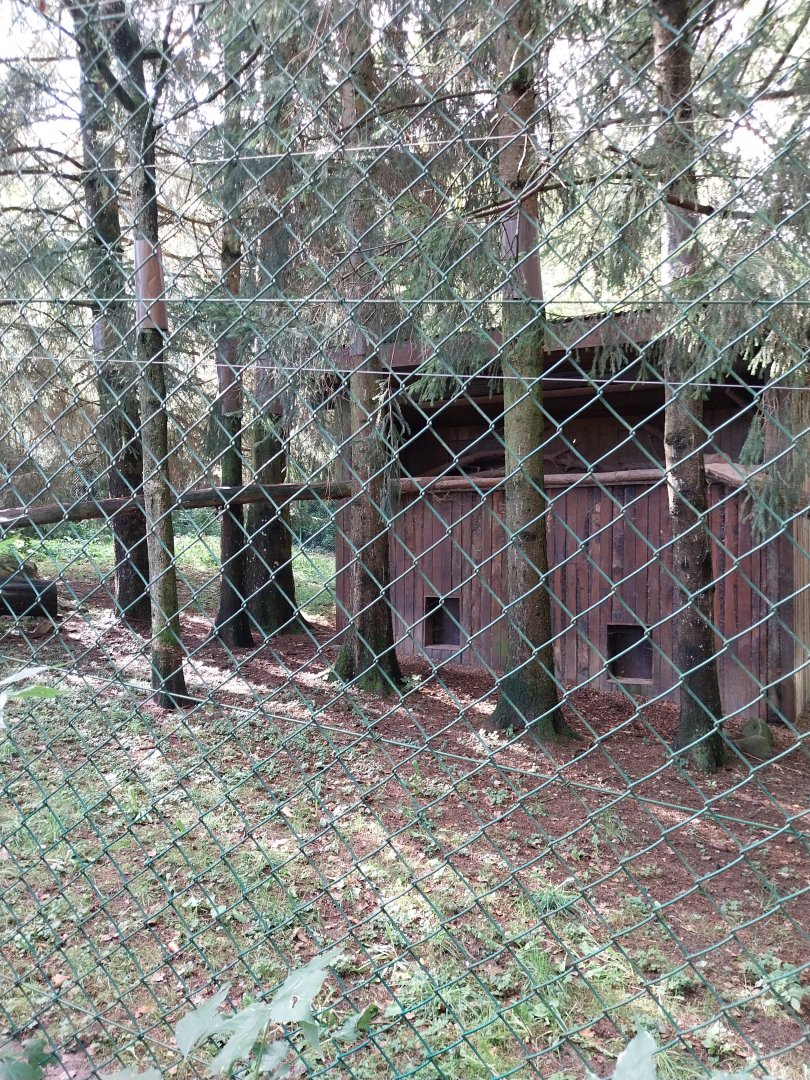 Northern lynx enclosure