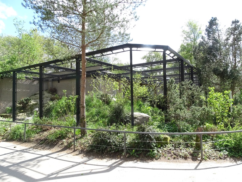 Northern lynx enclosure