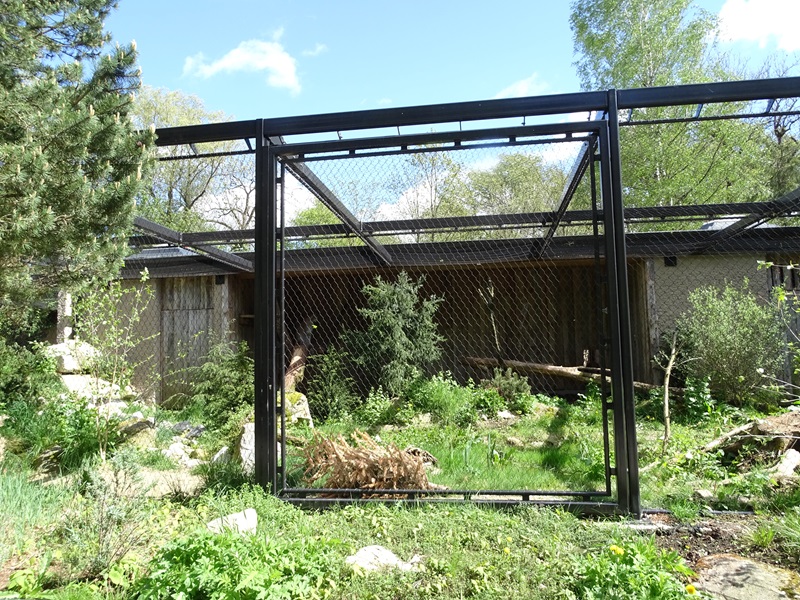 Northern lynx enclosure