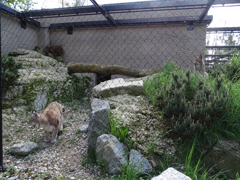Northern lynx enclosure