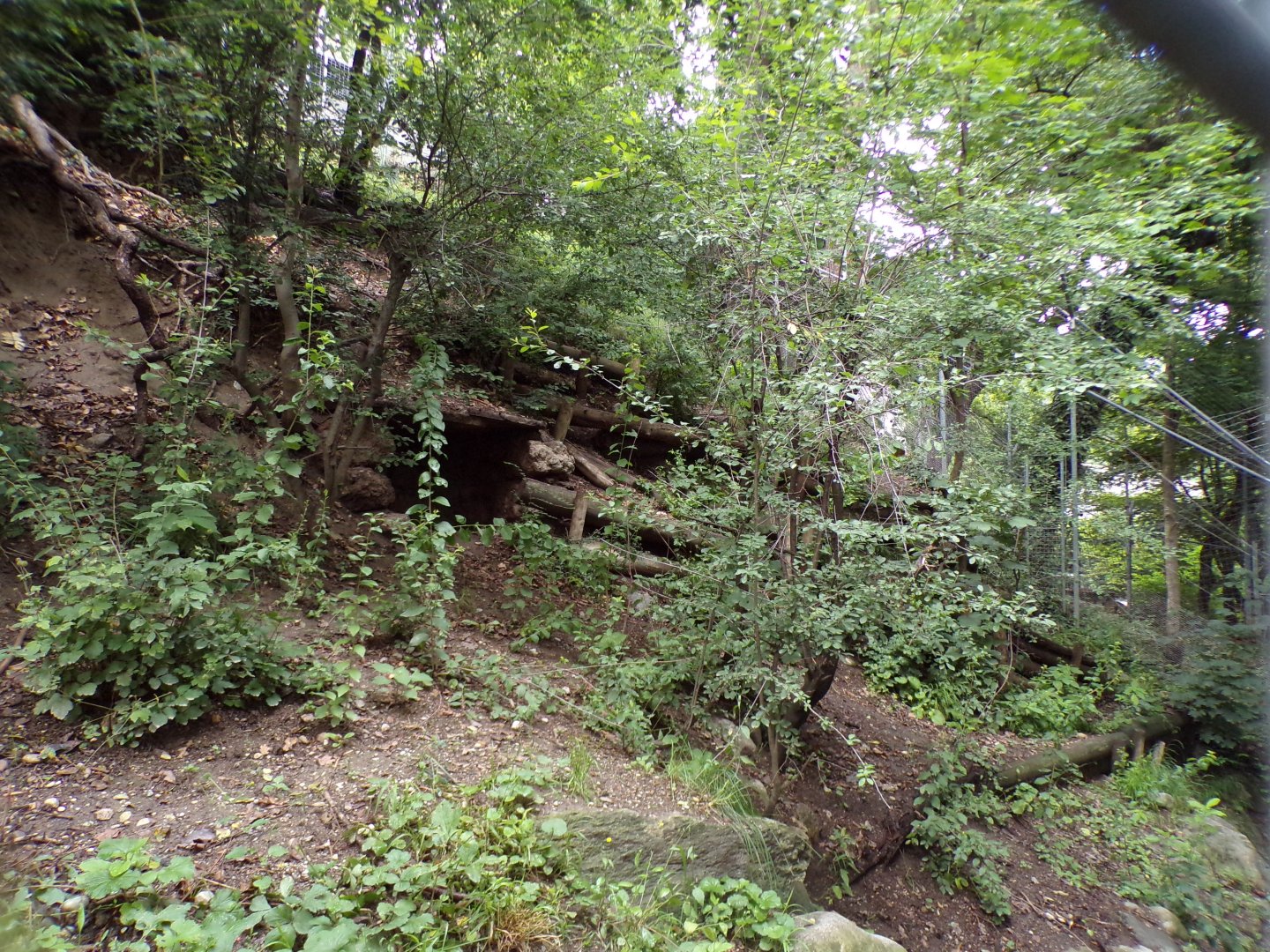 Northern lynx enclosure