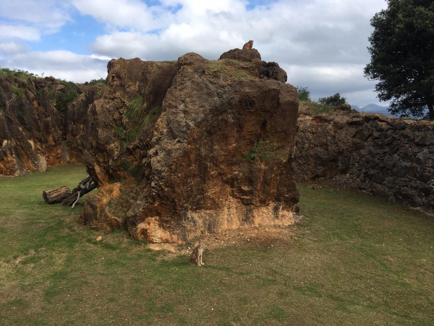 Northern lynx exhibit-Cabarceno 2019