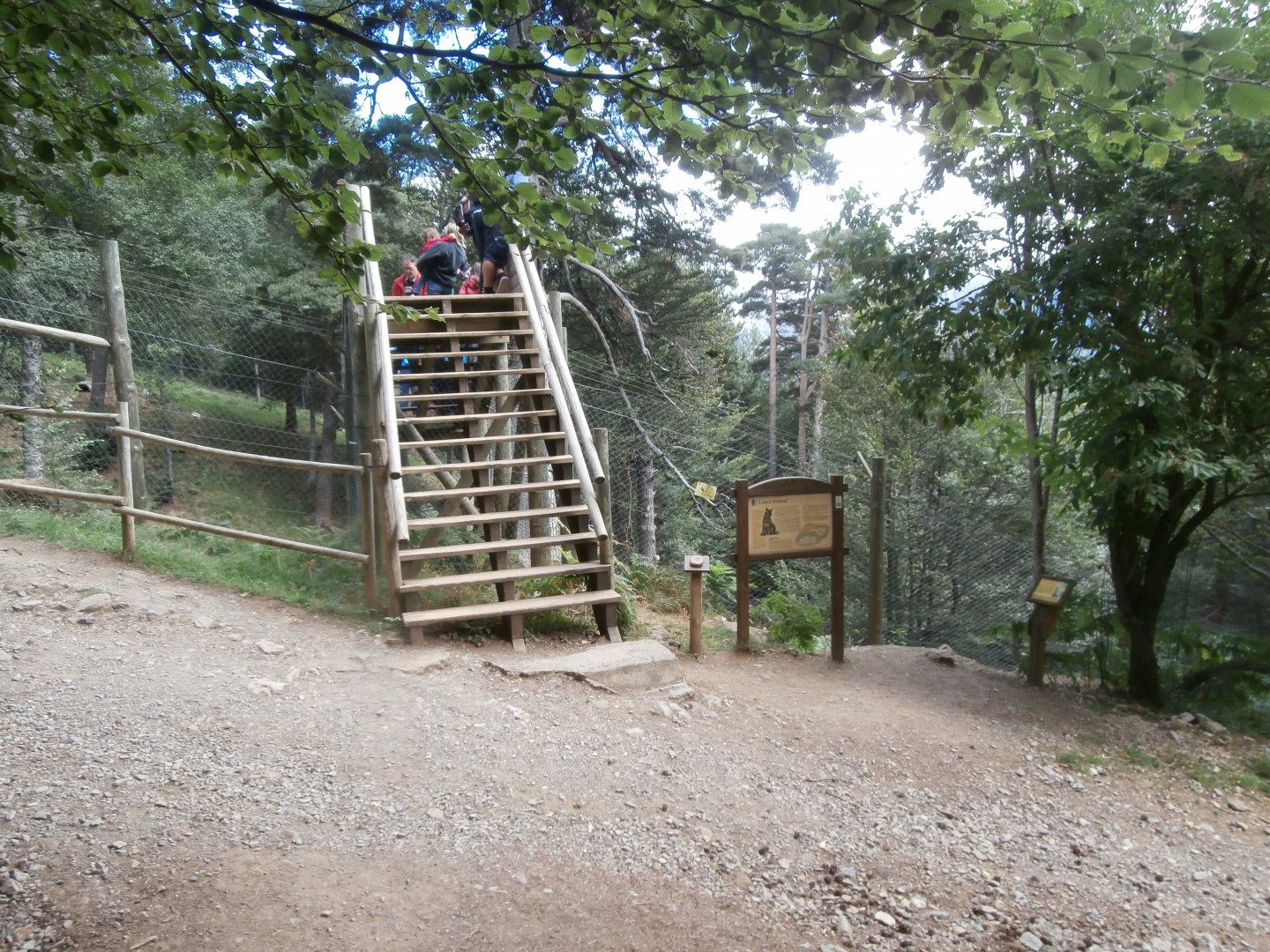 Northern lynx exhibit- Lacuniacha