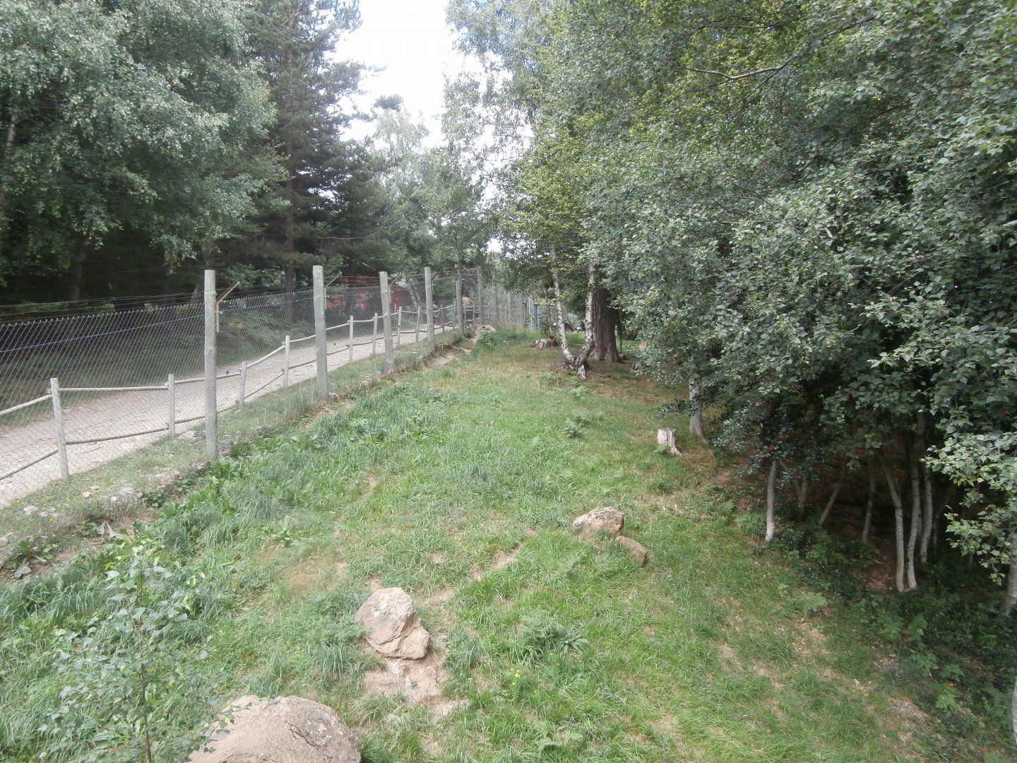 Northern lynx exhibit- Lacuniacha