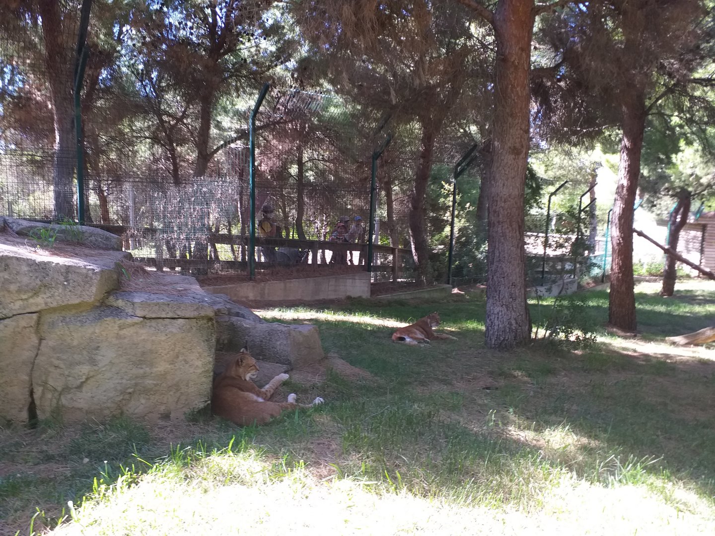 Northern lynx exhibit -Sendaviva (2020)