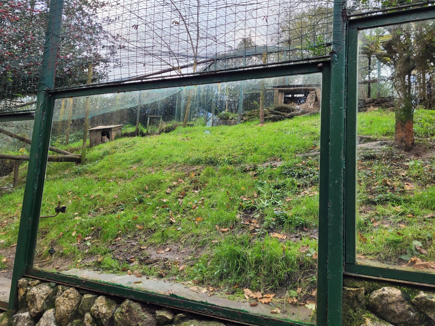 Northern lynx exhibit -Zoo de Santillana del Mar (2023)