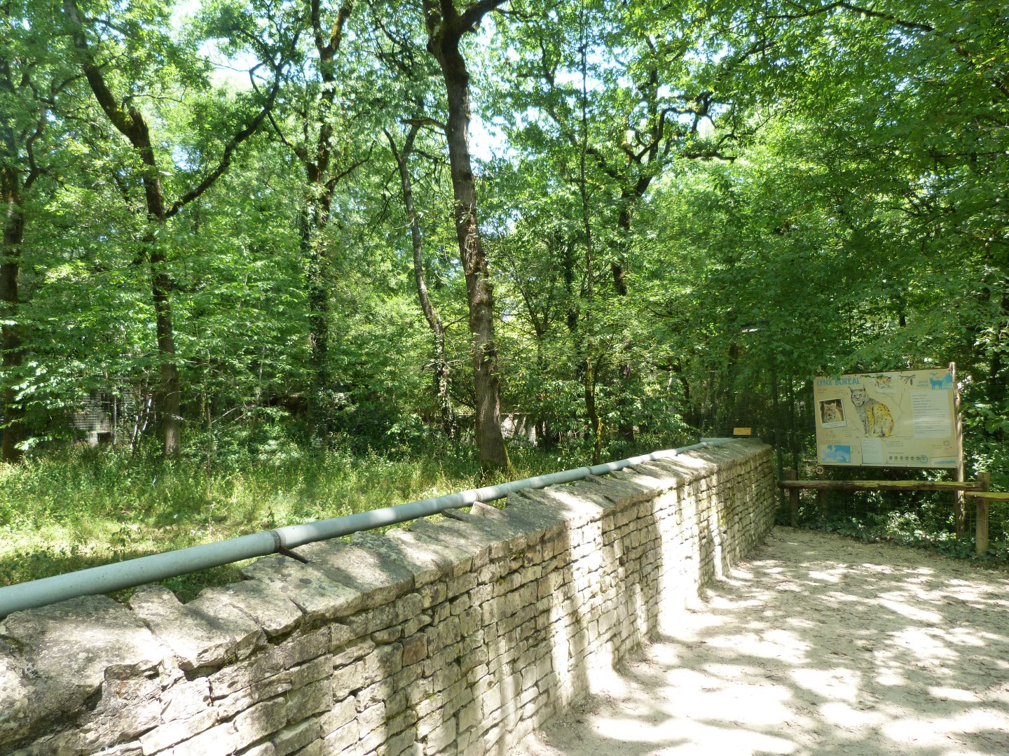 Northern lynx exhibit -Zoodyssée (2025)