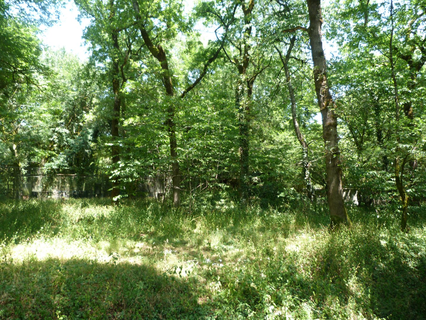 Northern lynx exhibit -Zoodyssée (2025)