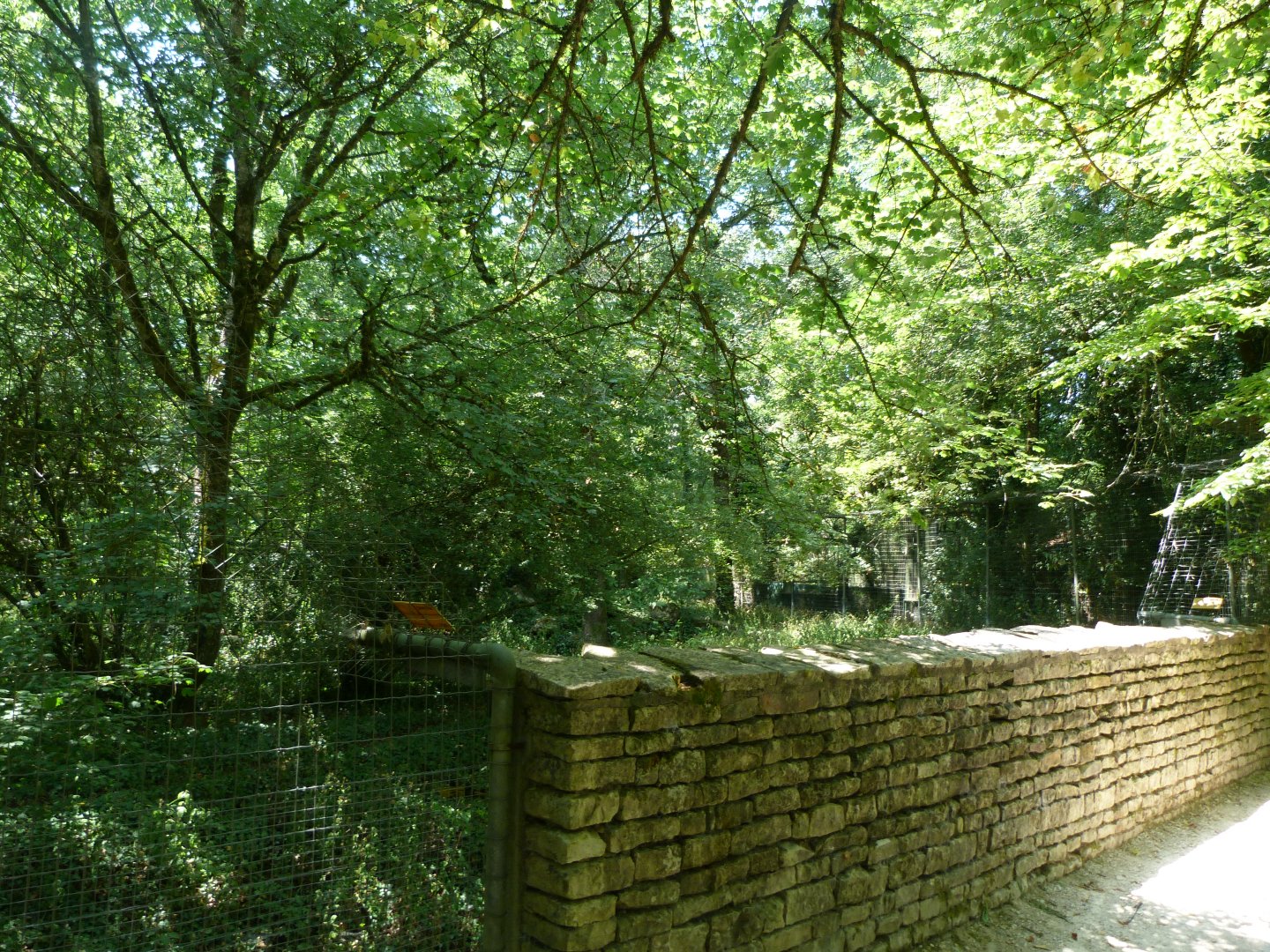 Northern lynx exhibit -Zoodyssée (2025)