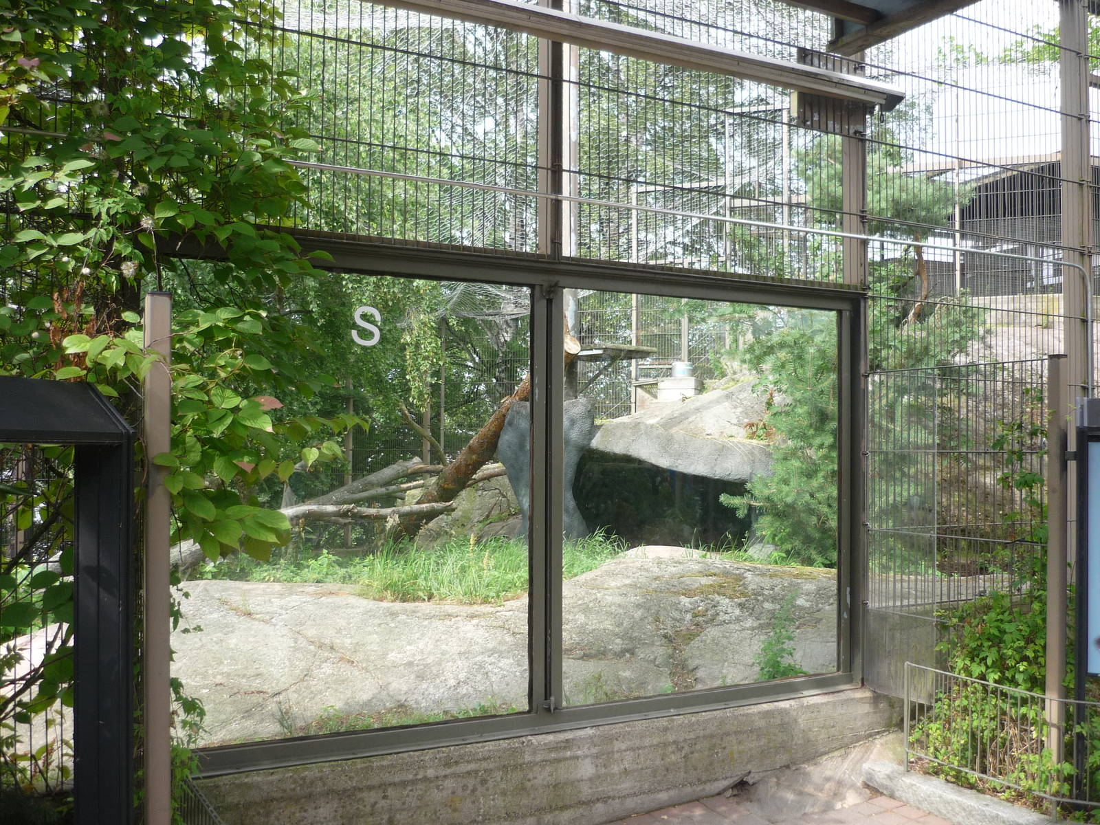 Northern Lynx Exhibit
