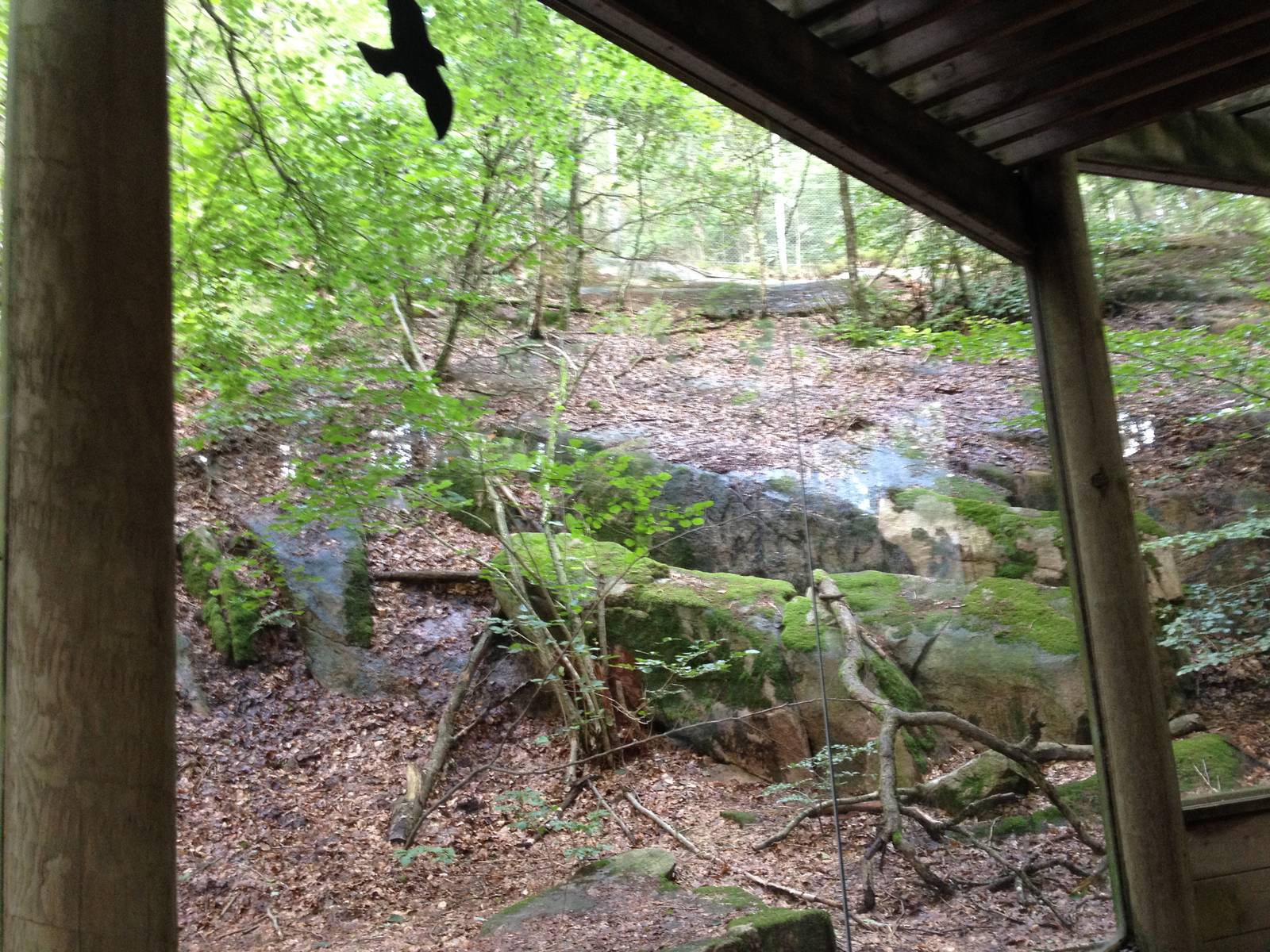 Northern lynx exhibit