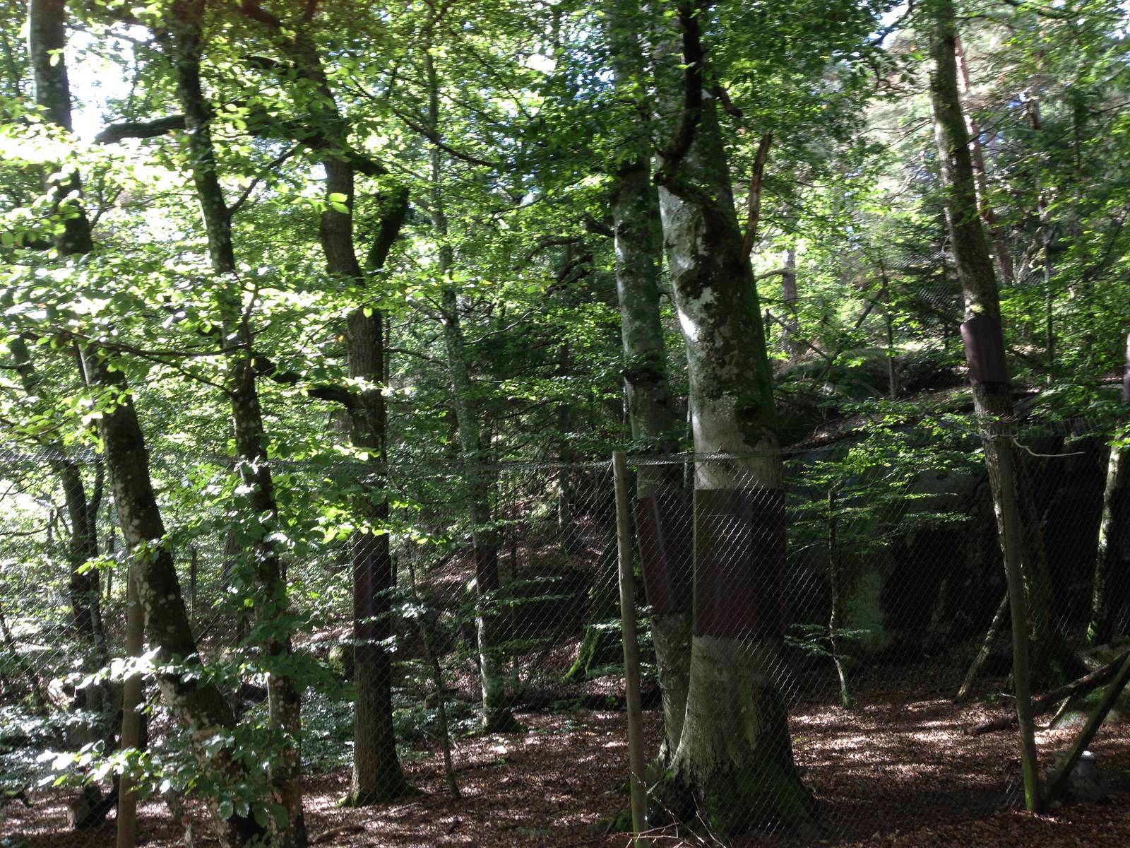 Northern lynx exhibit
