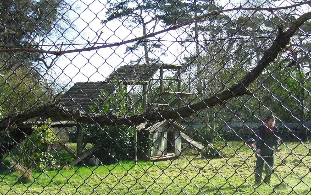 Northern Lynx exhibit