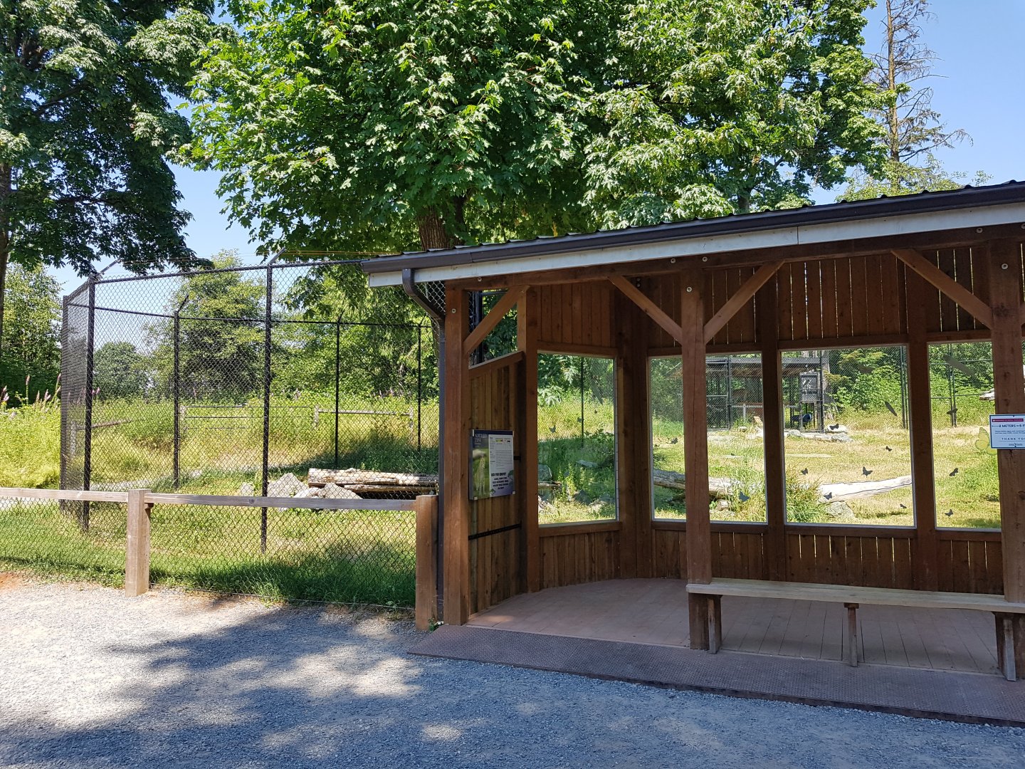 Northern Lynx Exhibit