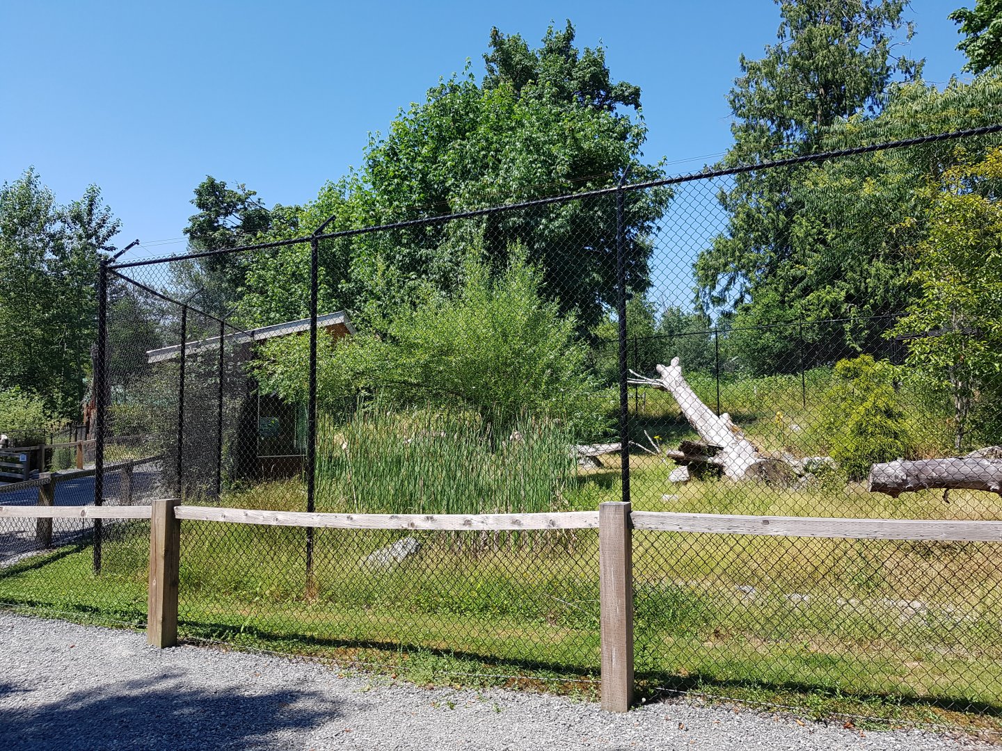 Northern Lynx Exhibit