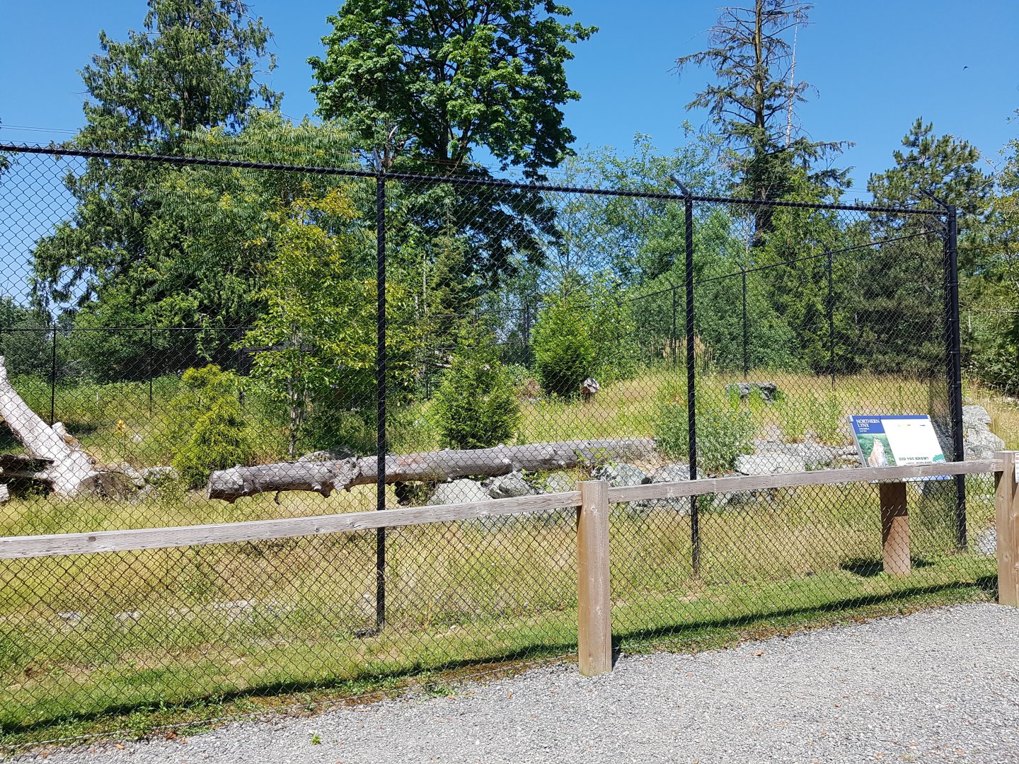 Northern Lynx Exhibit