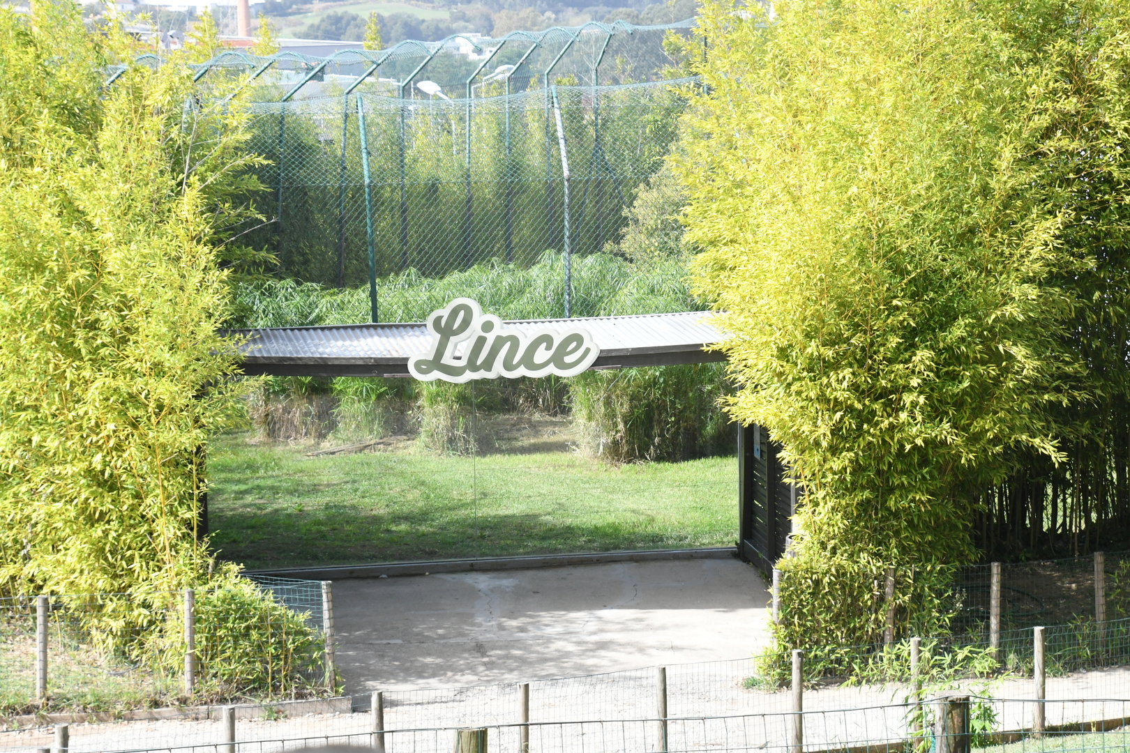 Northern Lynx exhibit