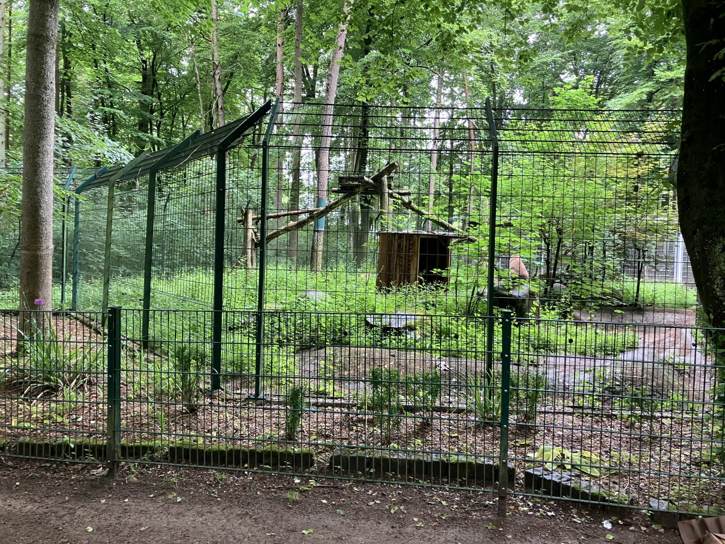 Northern lynx exhibit