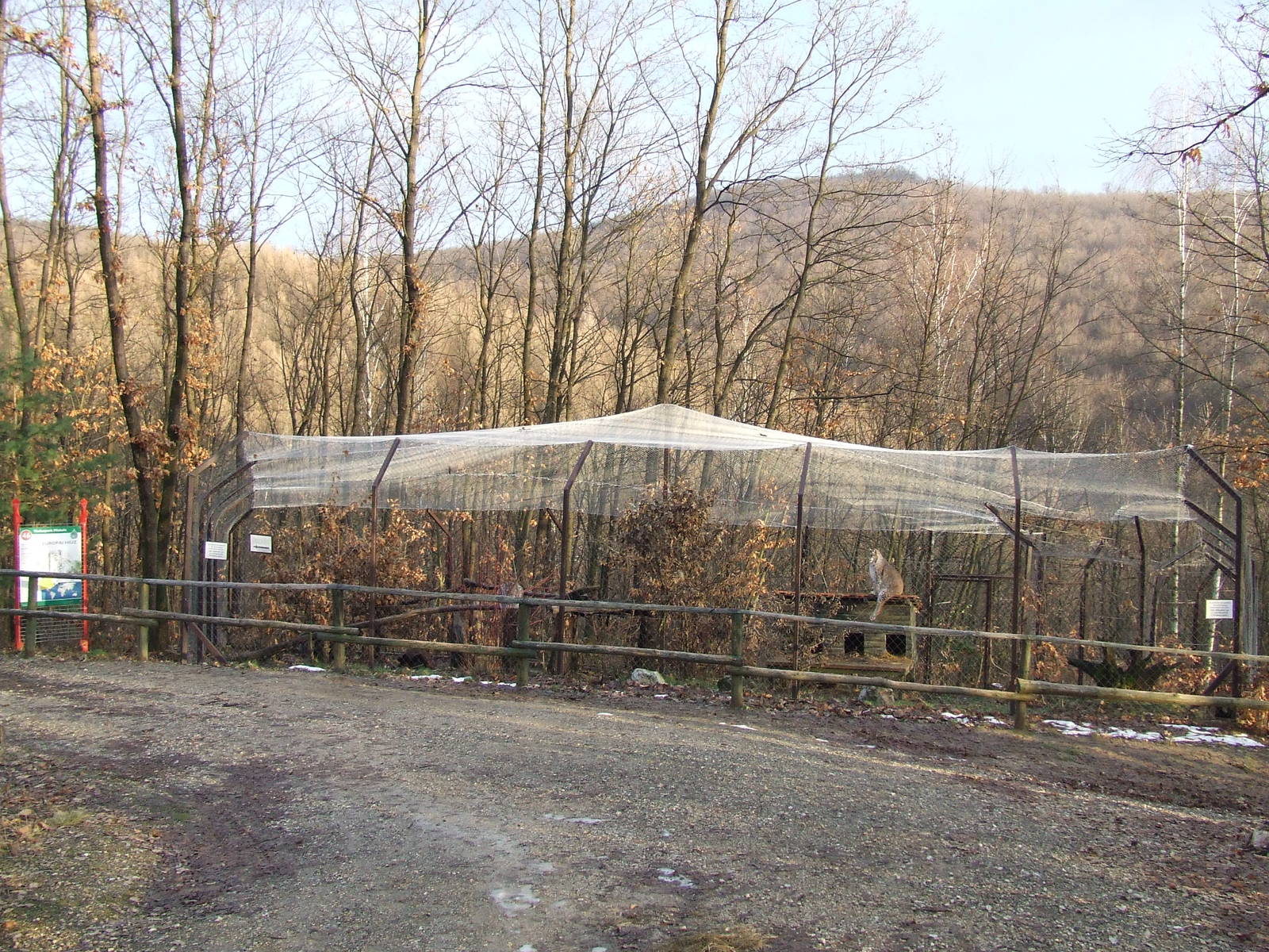 Northern Lynx exhibit