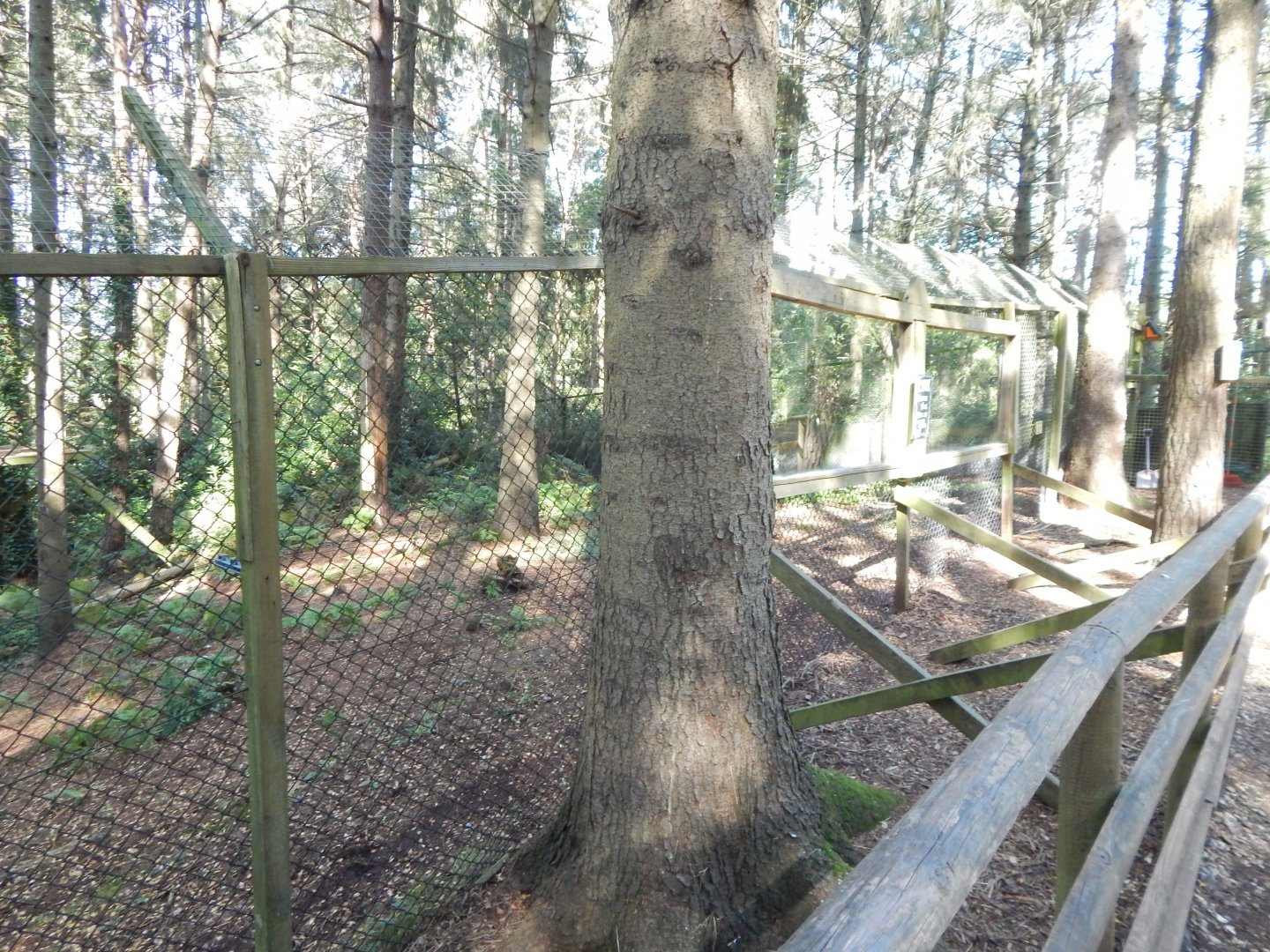 Northern lynx habitat 130924