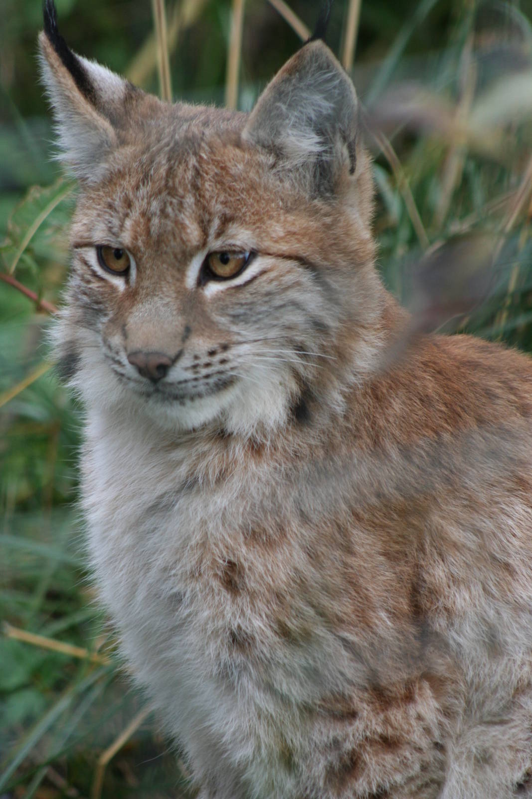 Northern Lynx @ Highland Wildlife Park, 16.10.2012
