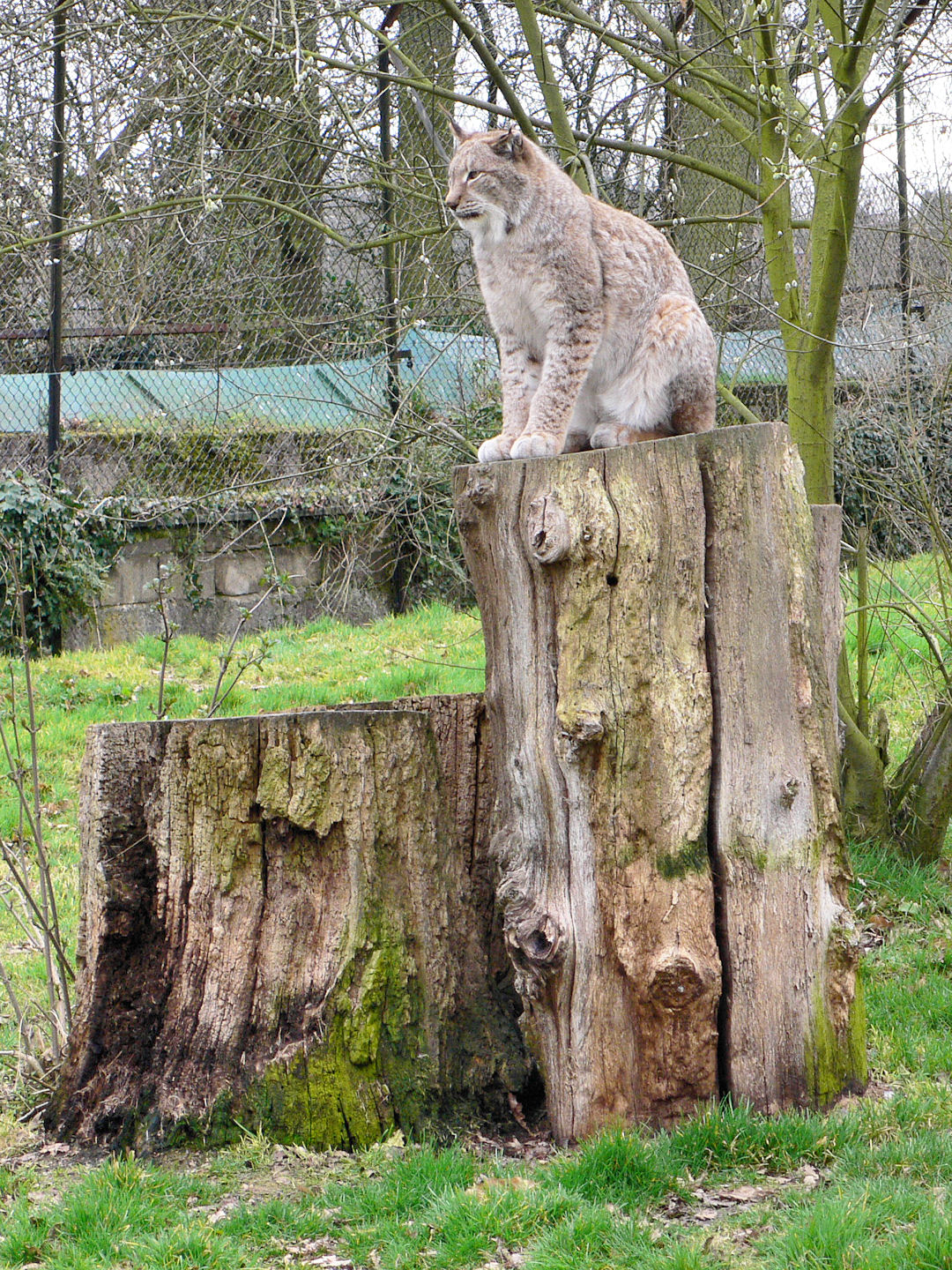 Northern Lynx, Howletts, 14 March 09