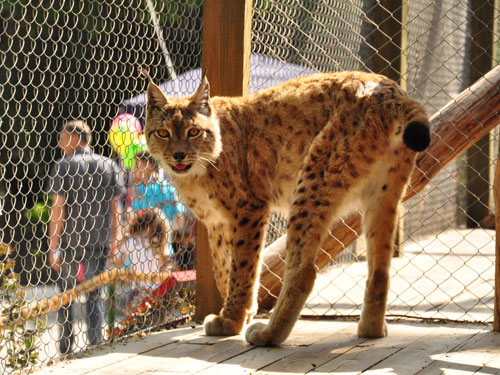 Northern Lynx in Kishinev Zoo