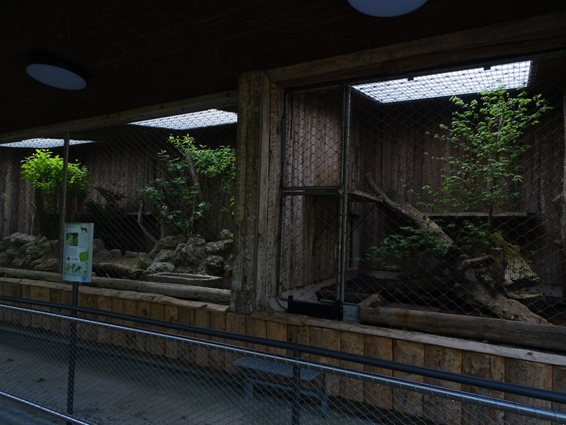 Northern lynx 'indoor' enclosure