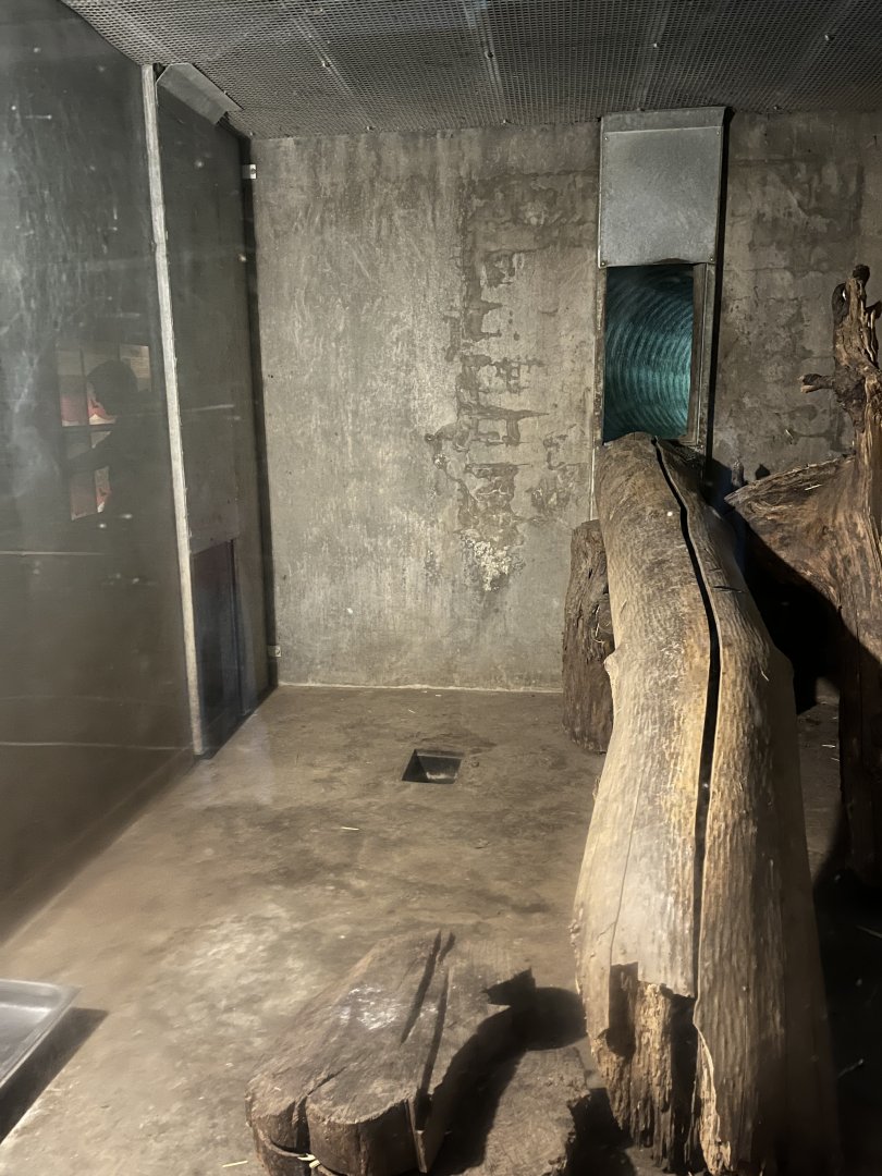 Northern lynx indoors 9.7.25