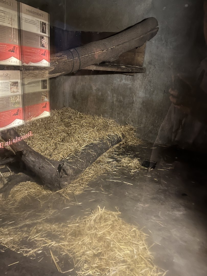 Northern lynx indoors 9.7.25