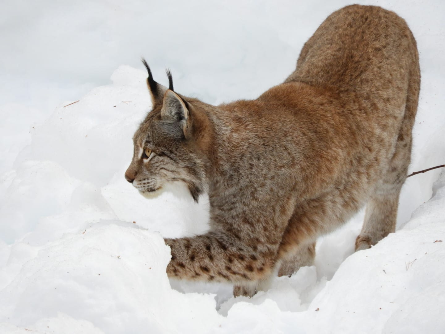 Northern lynx -Lacuniacha (2021)