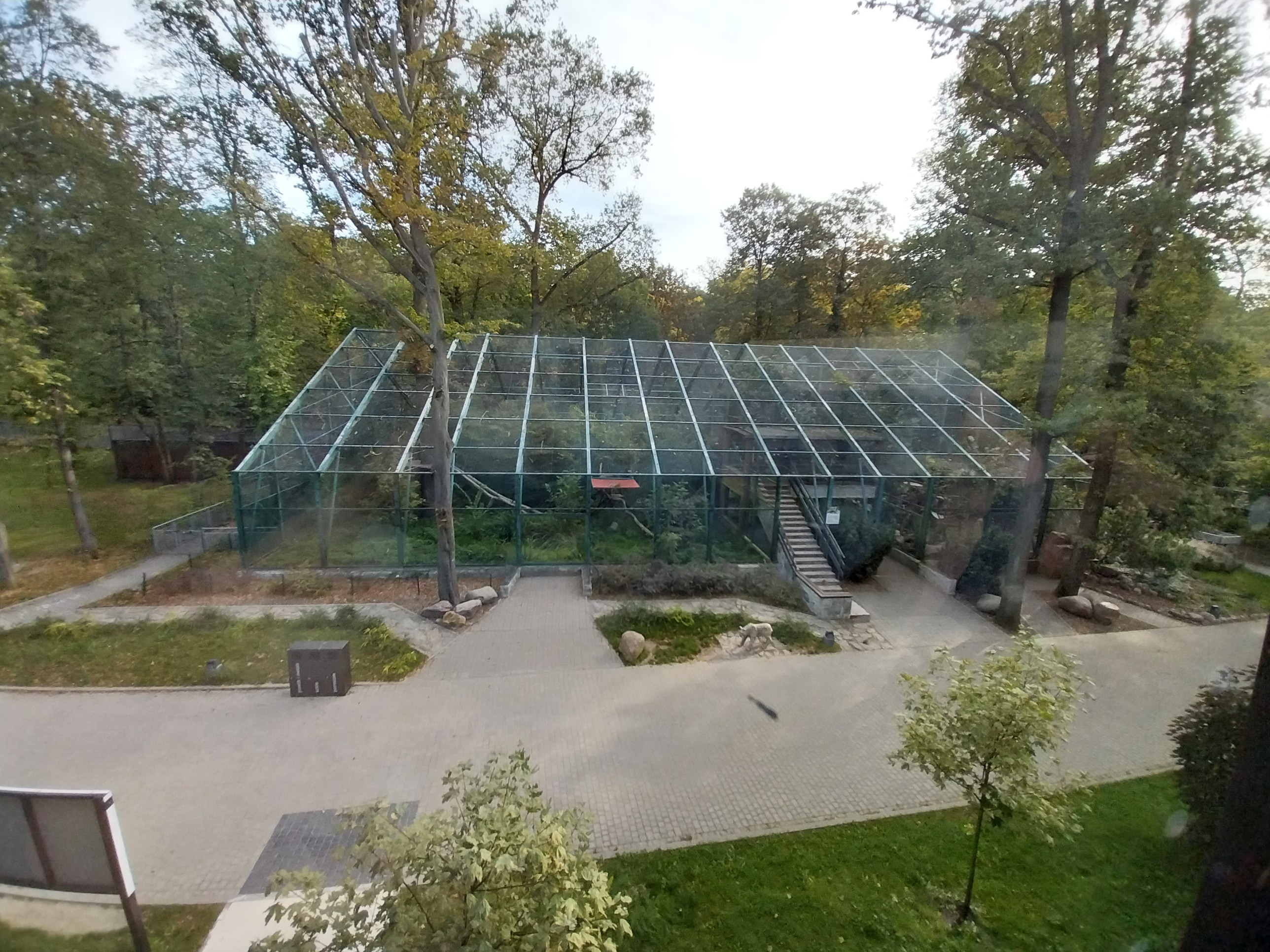 Northern Lynx (left) and Siberian Wildcat (right)