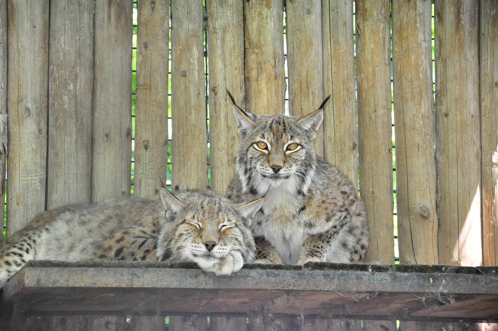 Northern lynx/ Lynx lynx carpathicus