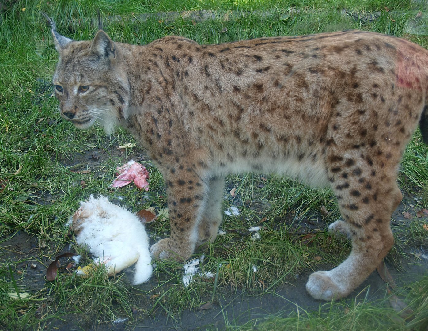 Northern lynx (Lynx lynx lynx) eating a rabbit, 2014-10-19