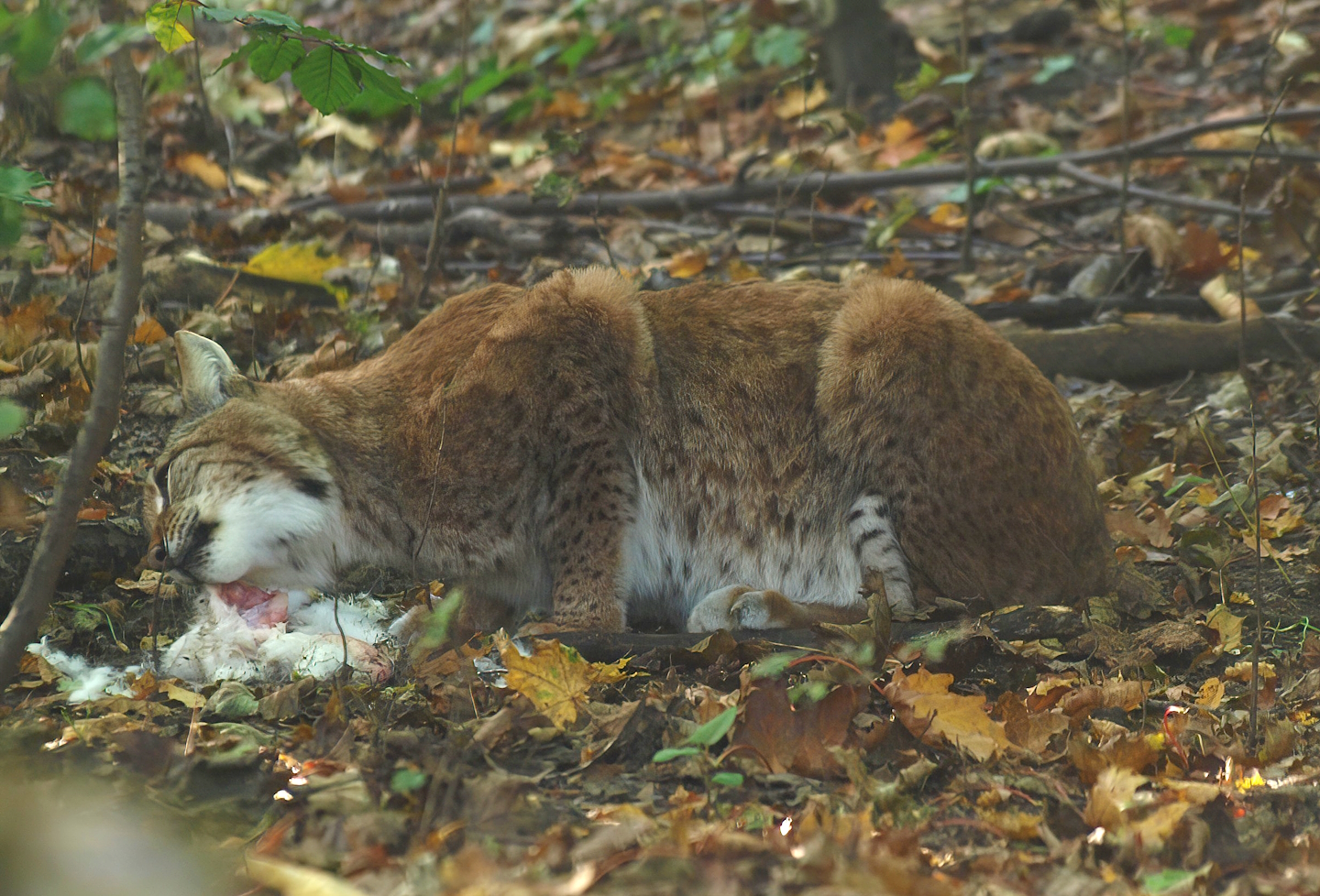 Northern lynx (Lynx lynx lynx) eating a rabbit, 2014-10-19