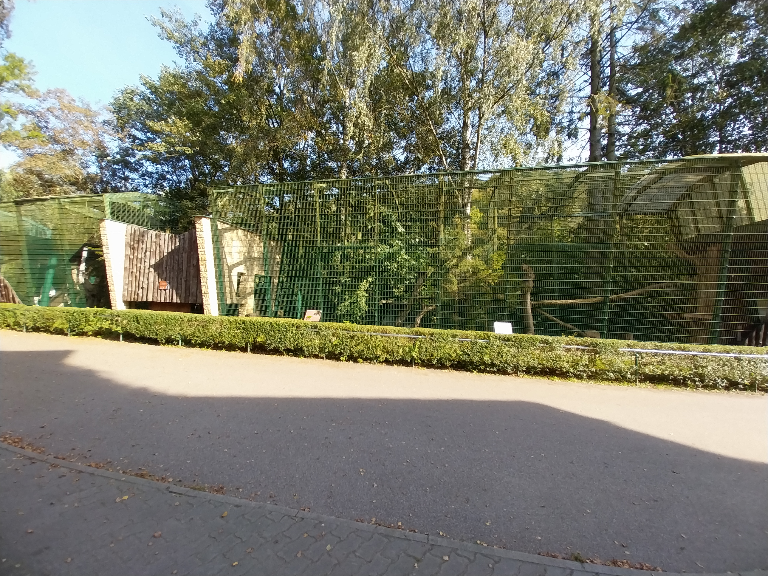 Northern Lynx (Lynx lynx lynx) enclosures