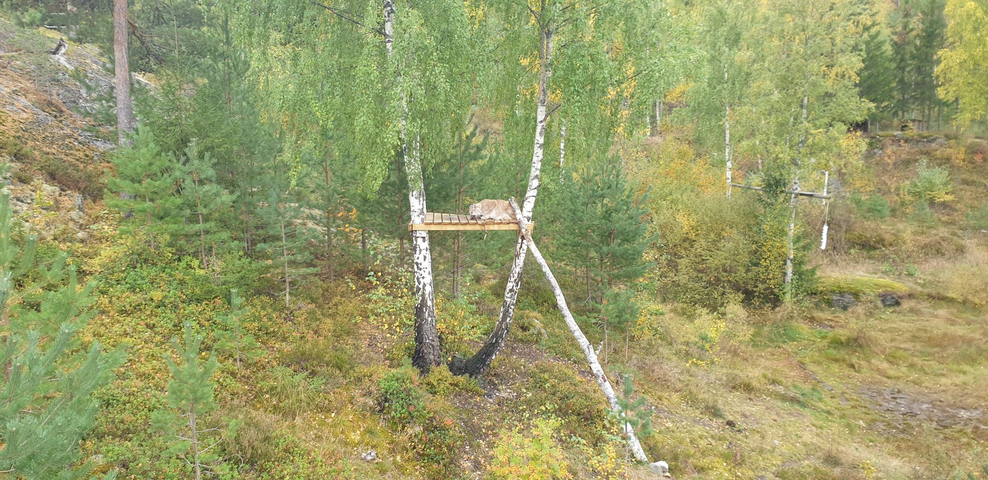 Northern lynx (Lynx lynx lynx)