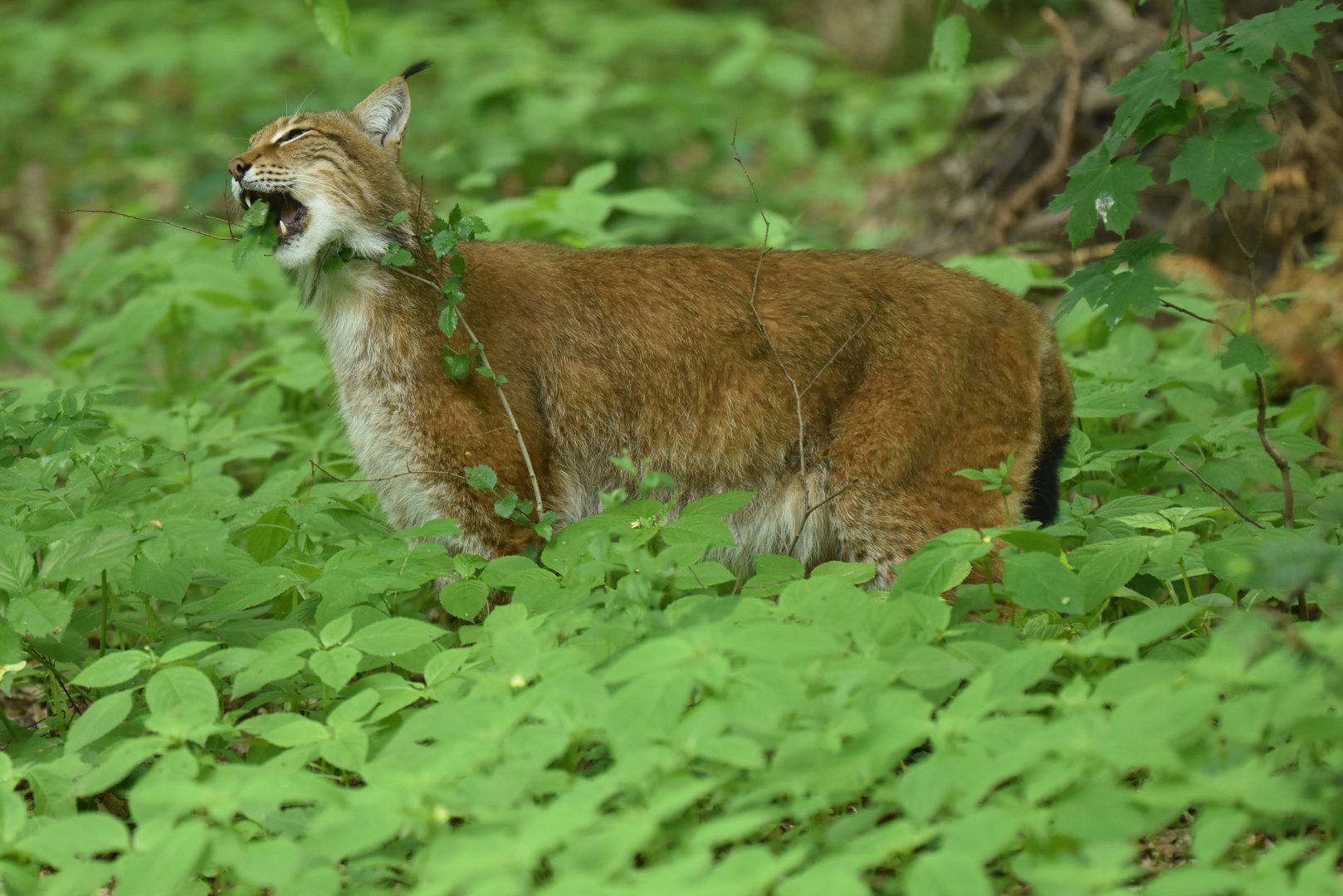 Northern lynx (Lynx lynx lynx)