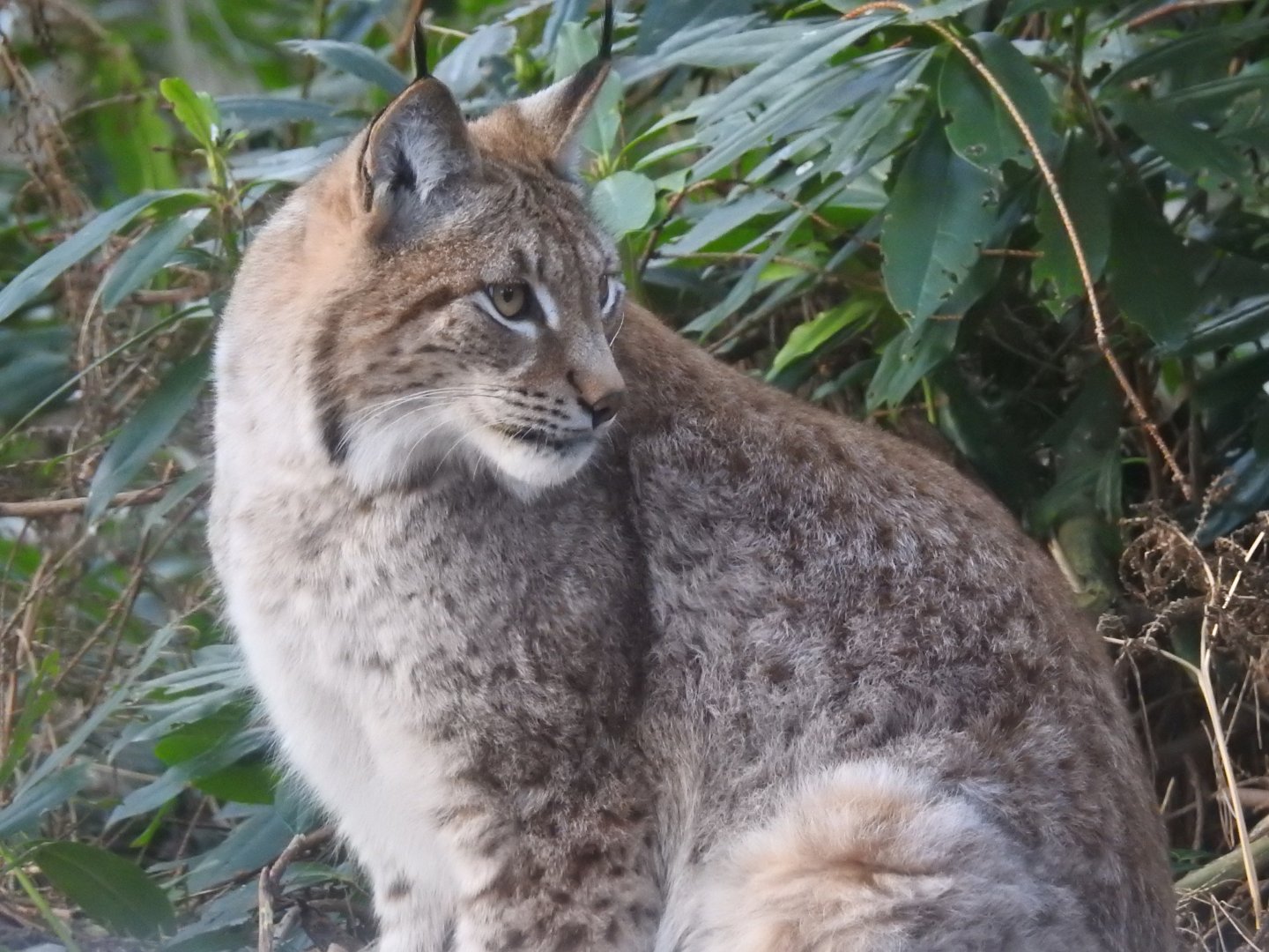 Northern Lynx (Lynx lynx lynx)