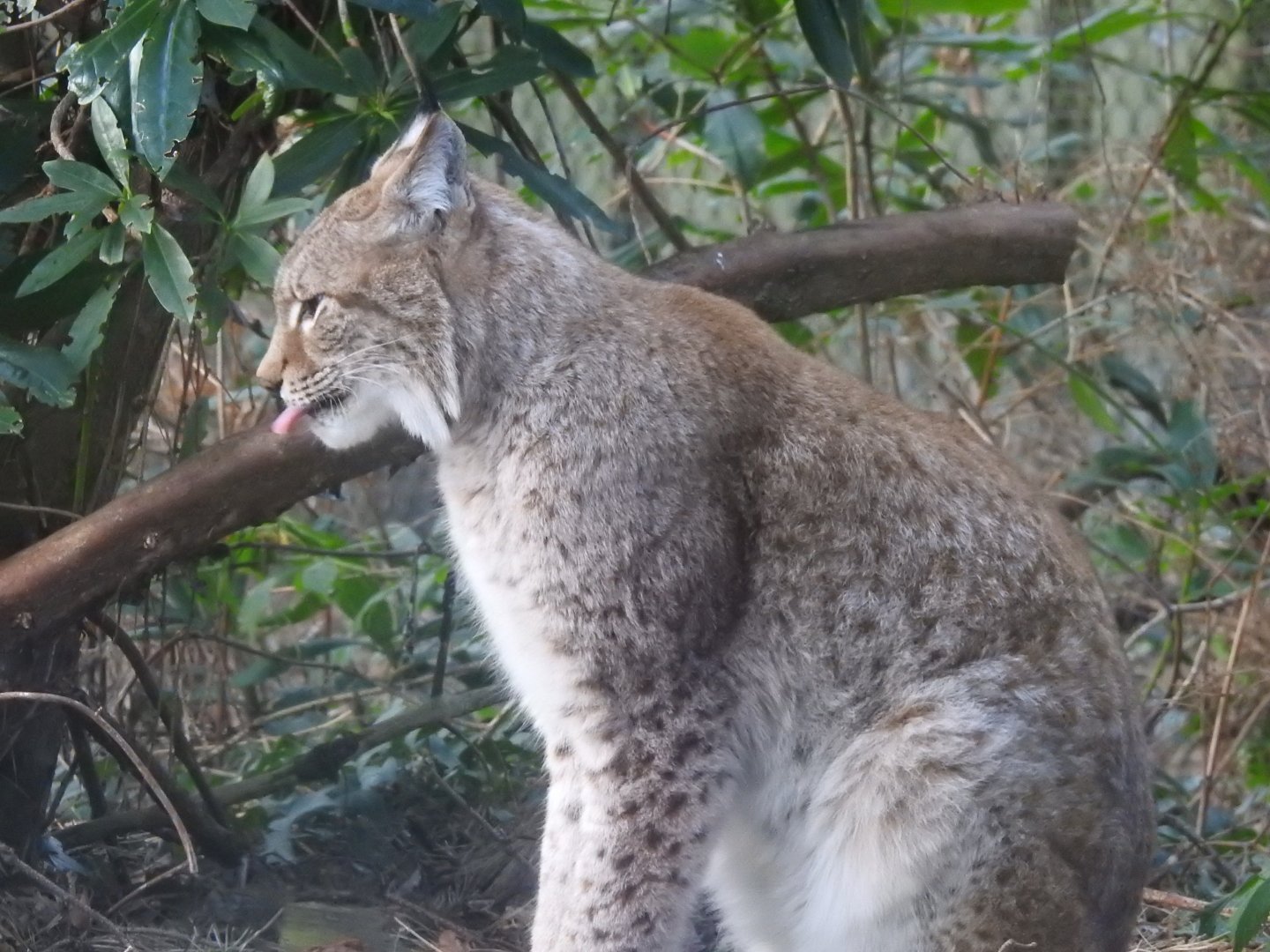 Northern Lynx (Lynx lynx lynx)