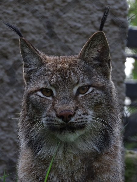 Northern lynx (Lynx lynx lynx)