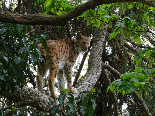 Northern lynx (Lynx lynx lynx)