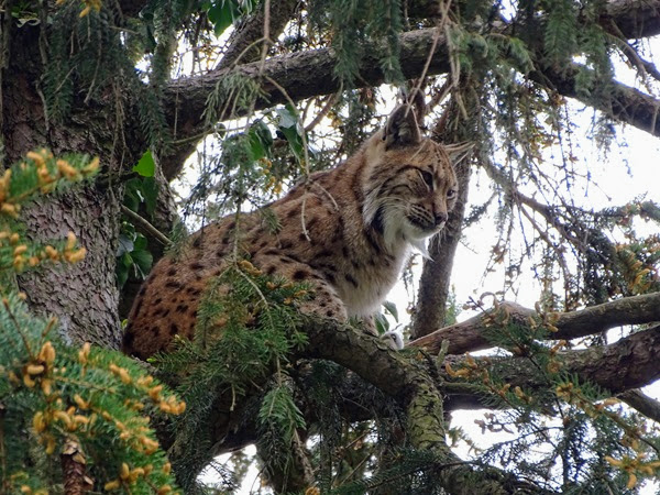 Northern lynx (Lynx lynx lynx)