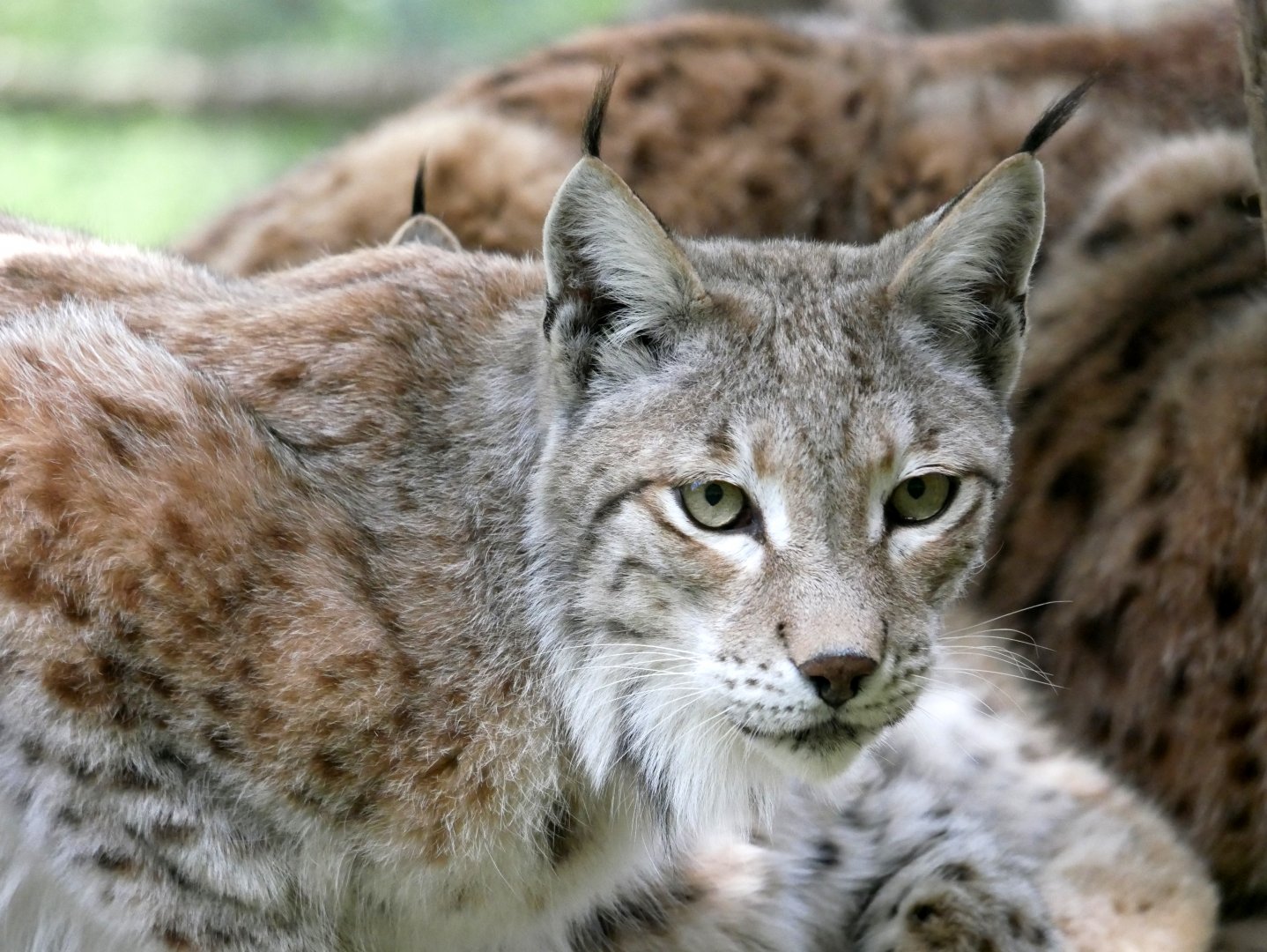Northern lynx (Lynx lynx lynx)