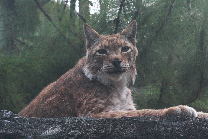 Northern lynx (Lynx lynx lynx)