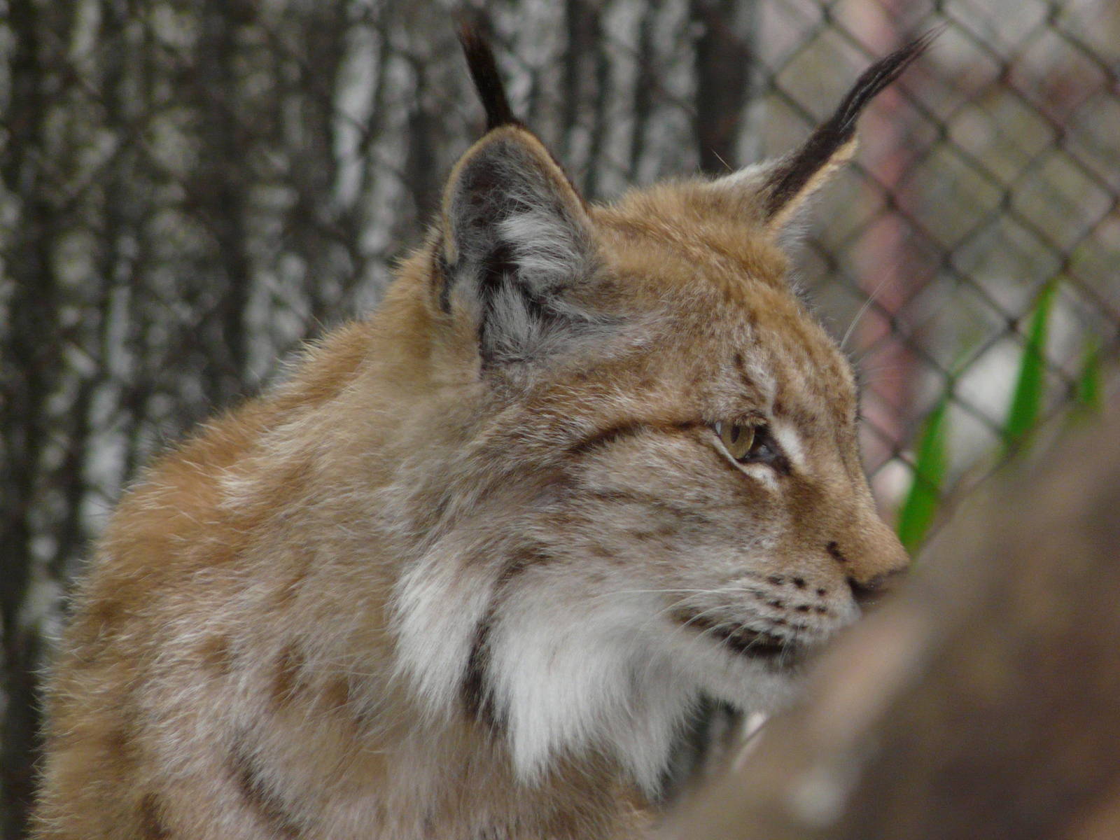Northern lynx/ Lynx lynx