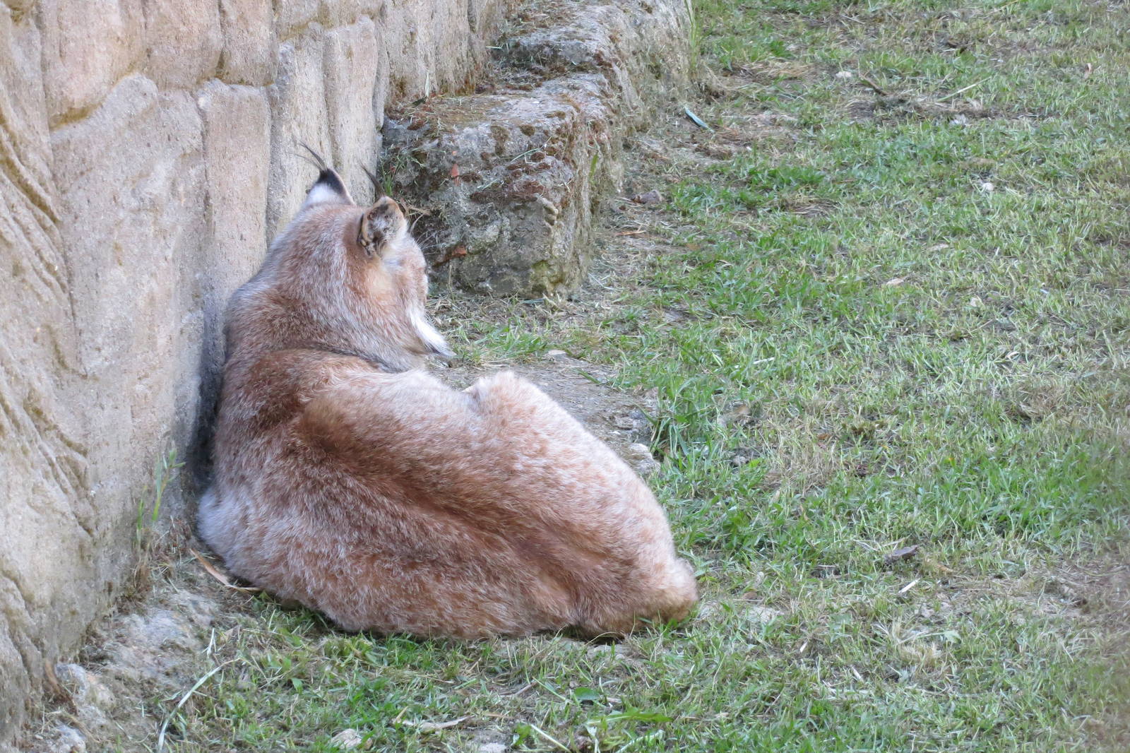 Northern Lynx May 2014